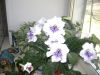 DSC08011.thumb.JPG.e3798d1d150f92e44ad07d5e3960b12e.JPG