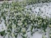 DSC08515.thumb.JPG.76aa9b9d5f25acdab421a24de94a72cc.JPG