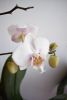DSC_1087.thumb.JPG.b330e5ba6db967f59393fdcb80fdf144.JPG