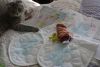 DSC_1101.thumb.JPG.b82a971d34440405fdc6db0286bbef3f.JPG