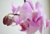 DSC_1279.thumb.JPG.f0fb5d0e91c3f19b26a047288794d07c.JPG