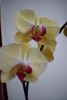 DSC_1280.thumb.JPG.bb34bc3438a1c4e07832eeb18249d929.JPG