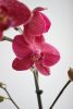 DSC_1296.thumb.JPG.fffbc61ef226d95bc4bbfccbd6679b4c.JPG
