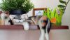 DSC_5857.thumb.JPG.c5f8a2bb42825706d56d522cdf42aa48.JPG