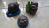 DSC_5862.thumb.JPG.b746ea1f848392838889b5c60f353415.JPG