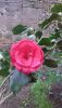 IMG-20170411-WA0004.thumb.jpg.43700f87680975f87e77029e72dbd328.jpg