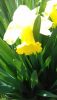 IMG-20170412-WA0019.thumb.jpg.f666934393654a91f9356212335f3cd5.jpg
