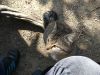 IMG_20170416_143532.thumb.jpg.70ffea83e0882122f98230a67dc2b467.jpg