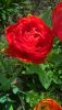 WP_20170418_09_37_44_Pro.thumb.jpg.d3431592e5f9dd761e8e10aaa07b317f.jpg