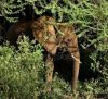 depositphotos_3931380-Elephant-in-bushes.thumb.jpg.3fa2e974f4ff96c13bb65cea4534b7ae.jpg
