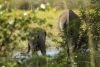 depositphotos_5120633-Group-of-elephants-in-the-bush.thumb.jpg.9b2b02cfee1294a3894009fee1fbb6b5.jpg
