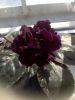 image.thumb.jpeg.4dc00d164d4d5b303d606356d00ad4f8.jpeg