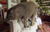 rescue-baby-elephant-moyo3.thumb.jpg.4ef6cead221ecb5d4684c5ee9cf266bb.jpg