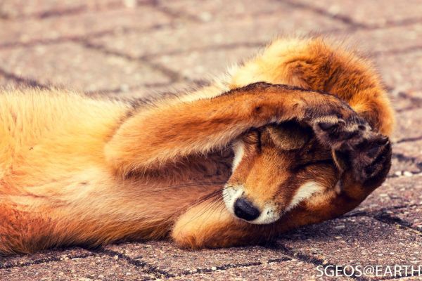 Аватар foxlisik