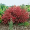 01-cytisus-boskoop-ruby1.thumb.jpg.a63a5c4d732b4ba7b5a16d902e99bf27.jpg