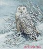 Bucilla 43430, Снежная сова (Snowy Owl Counted)