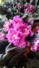 20170407_061038.thumb.jpg.ee8525743ed0ba6c02c4c95bc8f5a83f.jpg