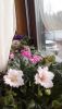 20170407_061100.thumb.jpg.a9f594260426dd85d8eeb753b9bfa716.jpg