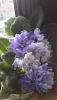 20170419_055517.thumb.jpg.a679a87d1283fdeace45fa856fe4d4c1.jpg