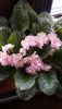 20170419_055641.thumb.jpg.687e5dd085778fc53c118dd50ff429bc.jpg