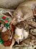 20170503_064034.thumb.jpg.ce04f976cc71e5e5bda21ca87d792afa.jpg