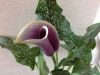 20170504_193144.thumb.jpg.34d397c59042dfd4a5bf0931f3e853bc.jpg