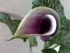20170504_193157.thumb.jpg.46ea186a47a7034c1539784851a73f5f.jpg