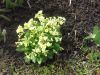 20170509_085054.thumb.jpg.52063cd9c6ed8d6e3342d4c6cb52ea6f.jpg