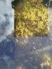 20170521_125928.thumb.jpg.e7424fcb703dea06d8a859c0c8dd7795.jpg