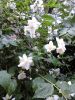 20170524_104101.thumb.jpg.31d829481bbaedf4357f2a856805b9de.jpg