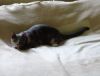 DSC01938_.thumb.jpg.f27ff177d3434eea4901fdbd08df6845.jpg