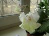 DSC08017.thumb.JPG.719363a236c59f8739a109f44555dedb.JPG
