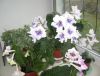 DSC08019.thumb.JPG.ffd7930f82ed465e7bd0934bf93264e9.JPG