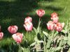 DSCF1343.thumb.JPG.d3e79deaf61682bac413b201708f5f52.JPG