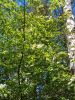 IMG_20170514_134123.thumb.jpg.416052aa3bd3fc95fdd5a351bcdf8be4.jpg