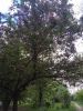 IMG_20170527_154143_HHT.thumb.jpg.1475f36c32cbb17f66c76b050d59fc4c.jpg
