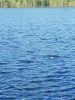 IMG_20170527_164607.thumb.jpg.faaa35493ac1357283f1612c35b23490.jpg