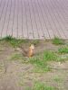 IMG_20170528_153149.thumb.jpg.82431973bb03df087972ae35c53b5598.jpg