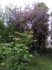 IMG_20170528_154617.thumb.jpg.65a179b00363ca4c05480b2b368fd41f.jpg