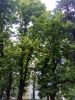 IMG_20170528_161315.thumb.jpg.dc553844e1ea45b6ec0ff774839c7100.jpg