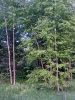 IMG_20170528_173225.thumb.jpg.76394e9d8bd1018a25590a0178d77471.jpg