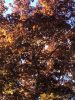 IMG_20170528_182151.thumb.jpg.6bc28a09d920333c28a263c717f40550.jpg