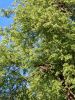 IMG_20170528_182154.thumb.jpg.b610351c466cc655c37b1f51c98ddd9d.jpg