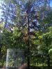 IMG_20170530_084209.thumb.jpg.4bb959619c23f74e78c6514b41d8ecd1.jpg