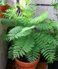 Jacaranda.thumb.jpg.c20ba785f1bef61da3cab8db8ec22243.jpg