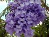 Jacaranda1.thumb.jpg.9ea2ebd70bd728e3162f192fab0e693d.jpg