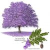 Jacaranda8.thumb.jpg.83b7fc09c975404d079d40da830876db.jpg