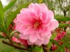 Peach_Flower_TJ1.thumb.jpg.e3d0a4878d87d17e0f33e4c3abd2d168.jpg