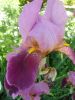 SAM_7453.thumb.jpg.a22cec3a9c35bd6fdf7d4cbce70a9e3c.jpg