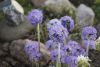 _DSC6704.thumb.JPG.04a01dc33e2852102e068daee49598f1.JPG